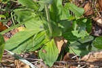 Common Leopardbane